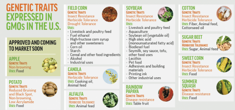 The Pros And Cons Of GMO Foods